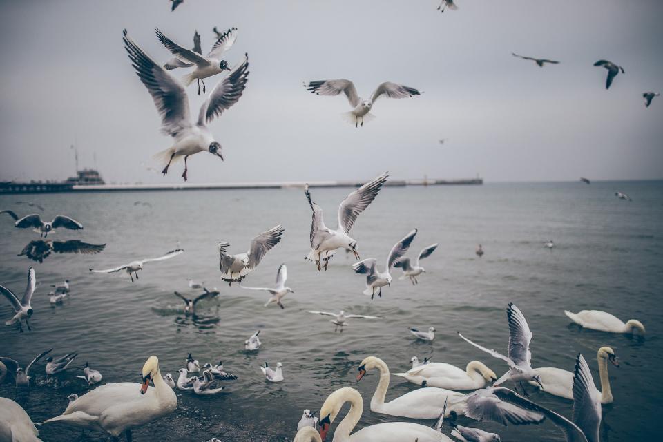wings water swans seagulls pigeons flying ducks birds animals 