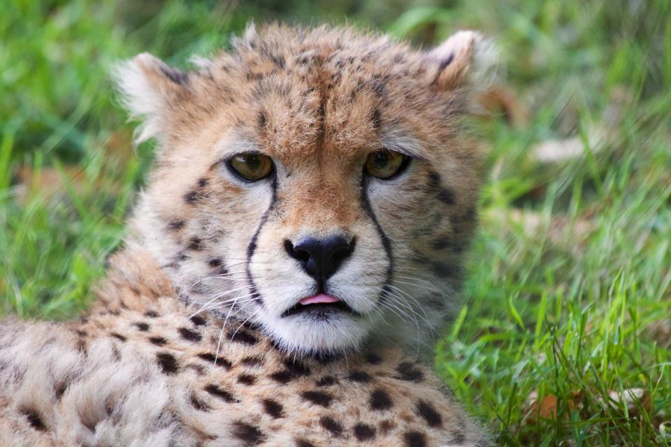 young spots fur cheetah animal 