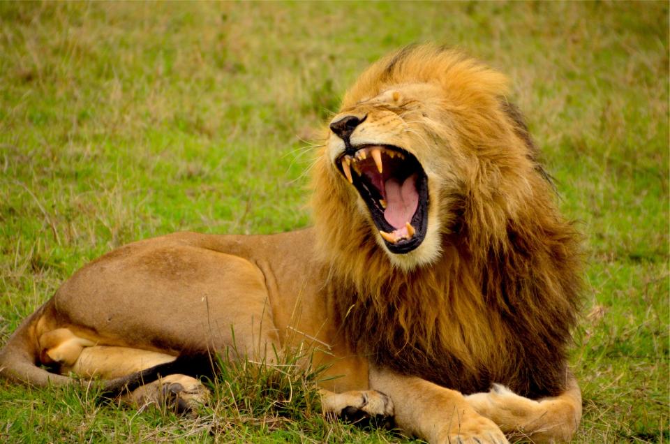 wild teeth roar mane lion animal 