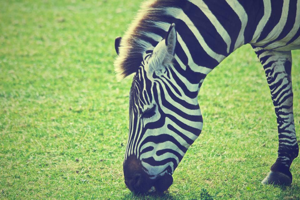 zebra mane grass eating animal 