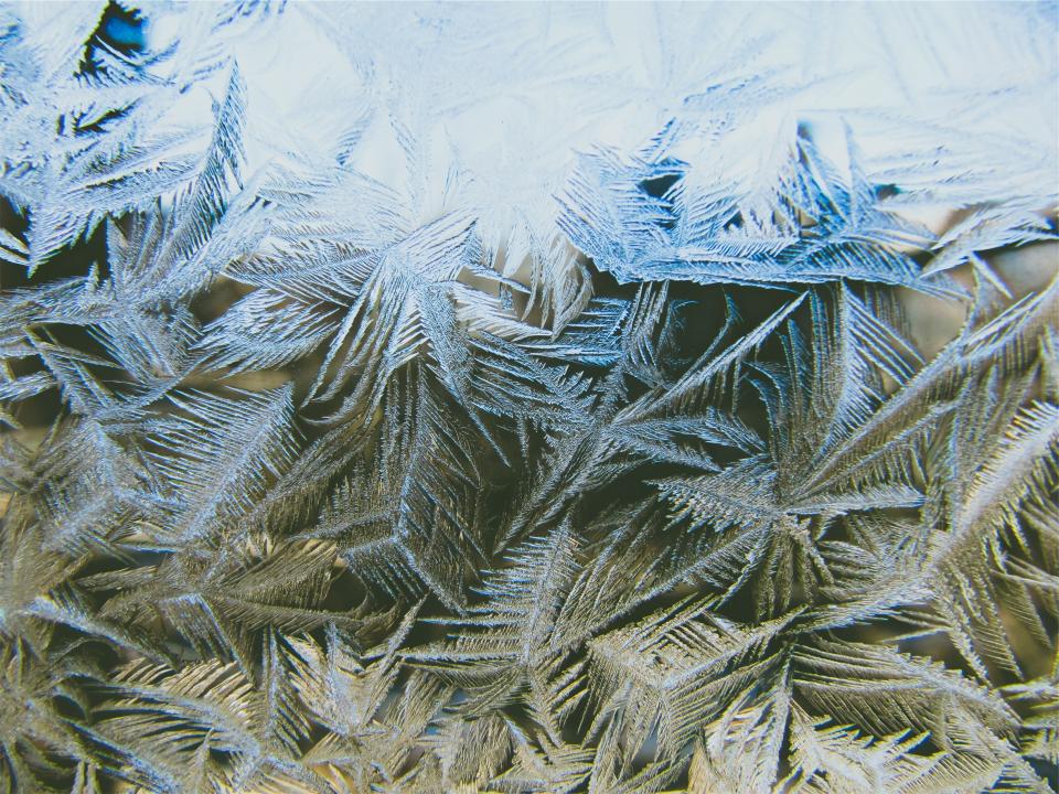 winter tree pineleaves ice frozen freezing cold christmas 