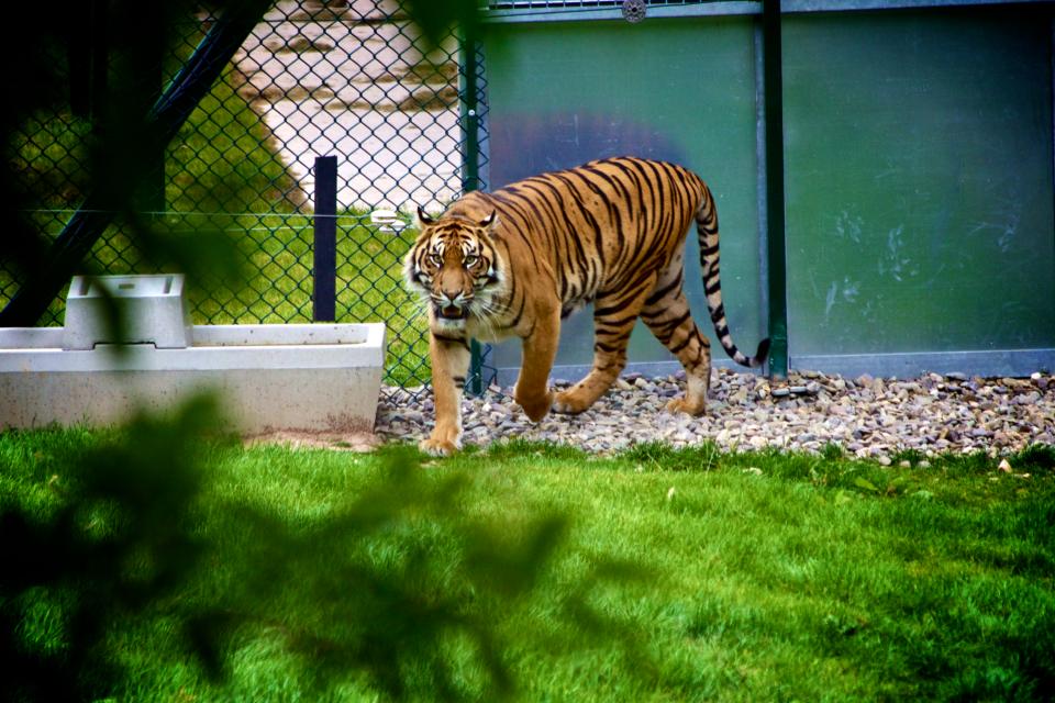 Zoo tiger animal 