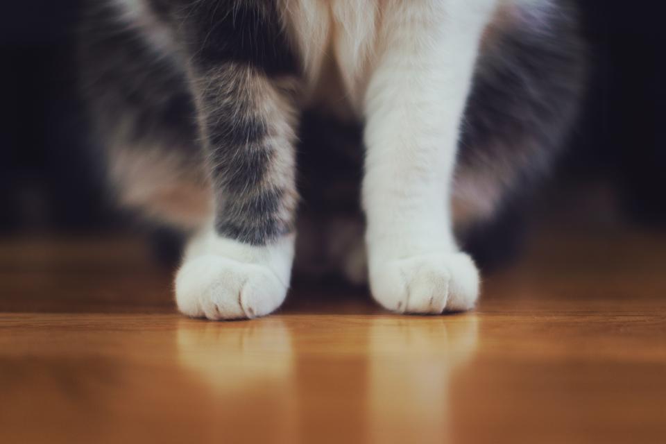 pet paws fur cat animal 
