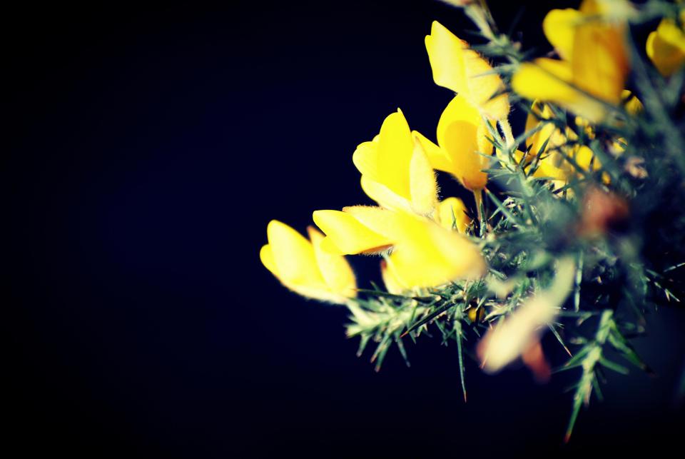 yellow ginster flower 