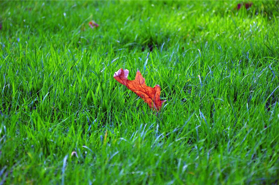 leaf green grass 