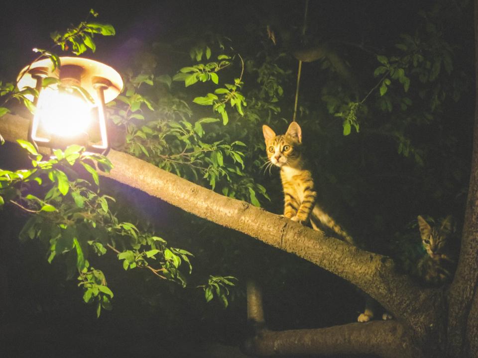 tree night light leaves dark cats bulb branches animals 