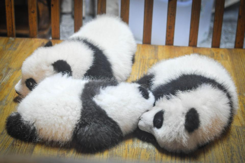 tired sleeping resting pandas pandabears babies animals 