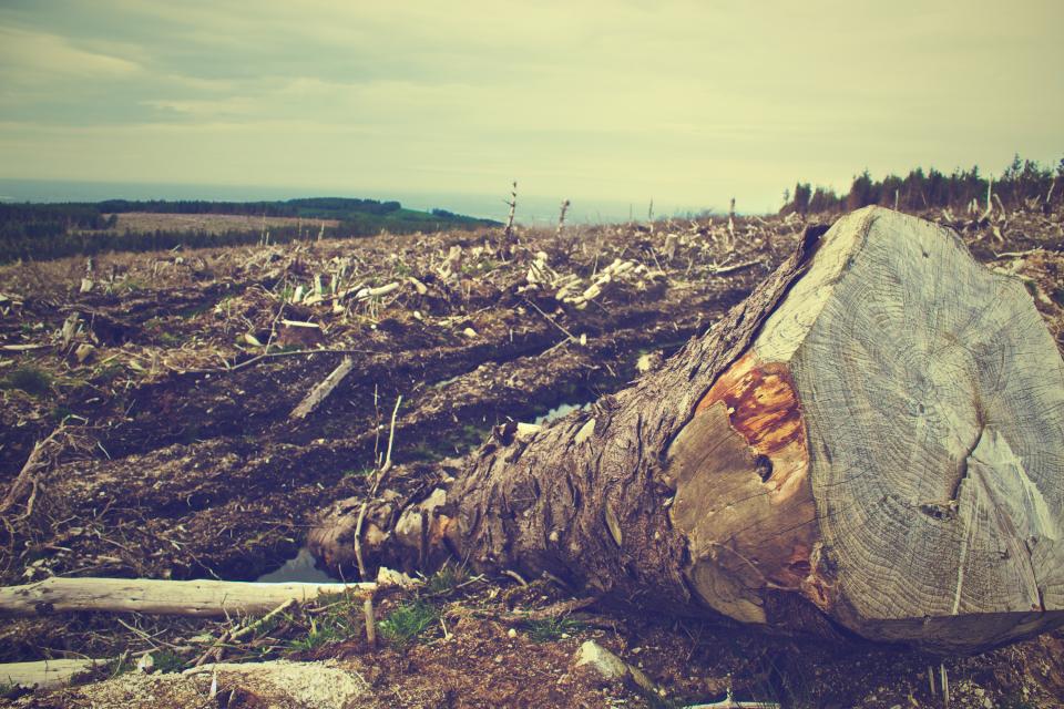 trees soil rural logs fields dirt deforestation country bark  