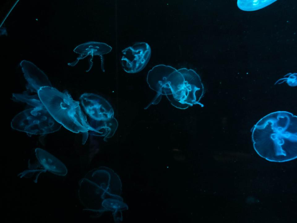 jellyfish aquarium 