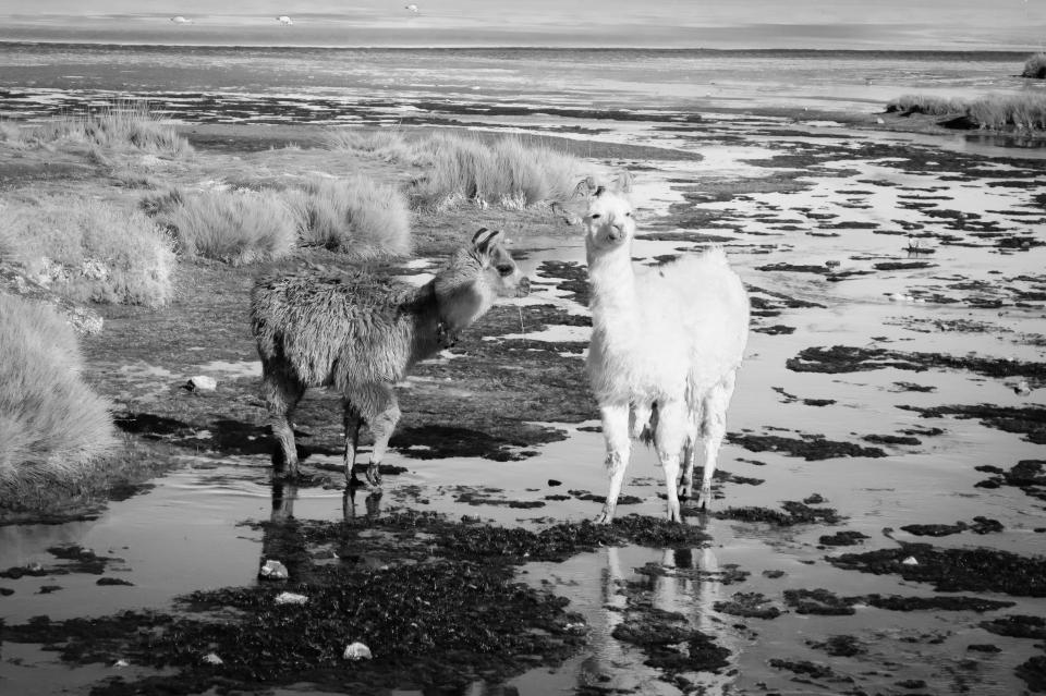 llamas, alpacas, animal, black and white