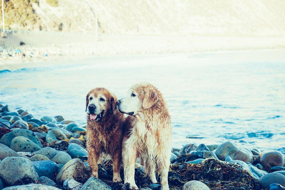 dogs, animals, pets, wet, water, beach, rocks