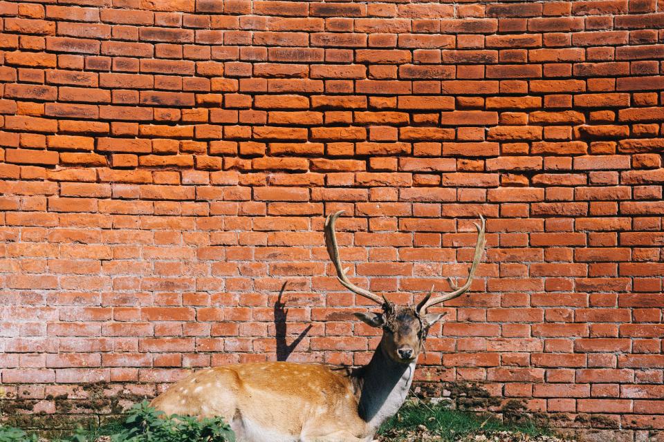 wall red deer bricks antlers animal 