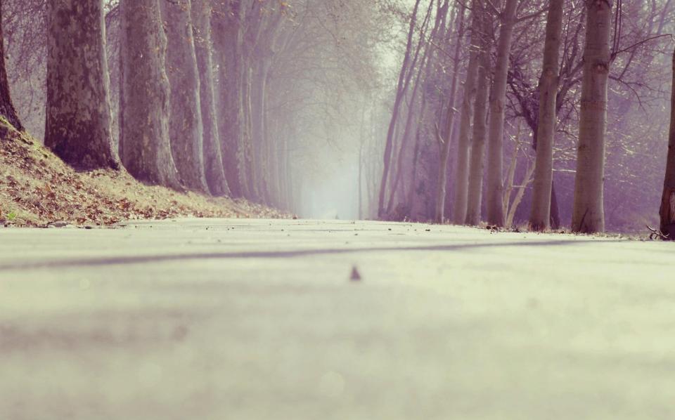trees, road, fog, mist, leaves