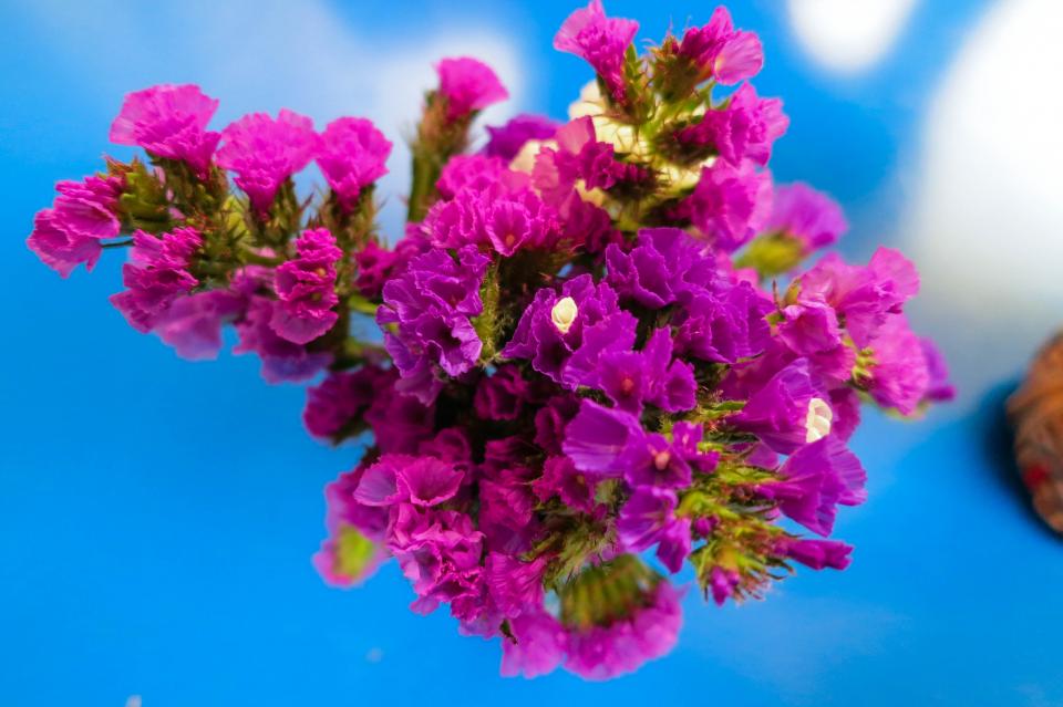 purple, flowers