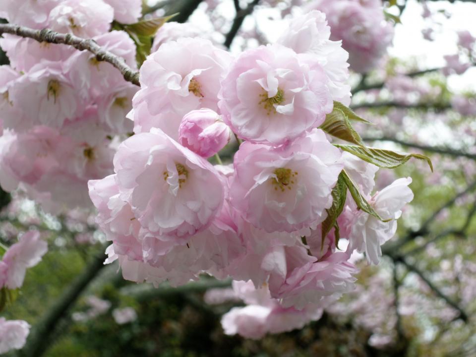pink garden flowers 