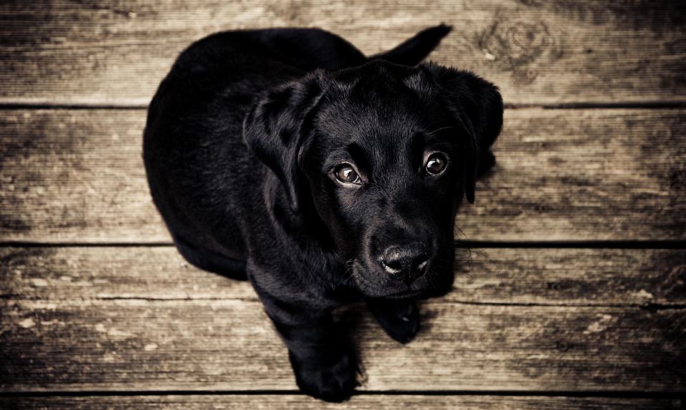 wood puppy pet dog black animal 