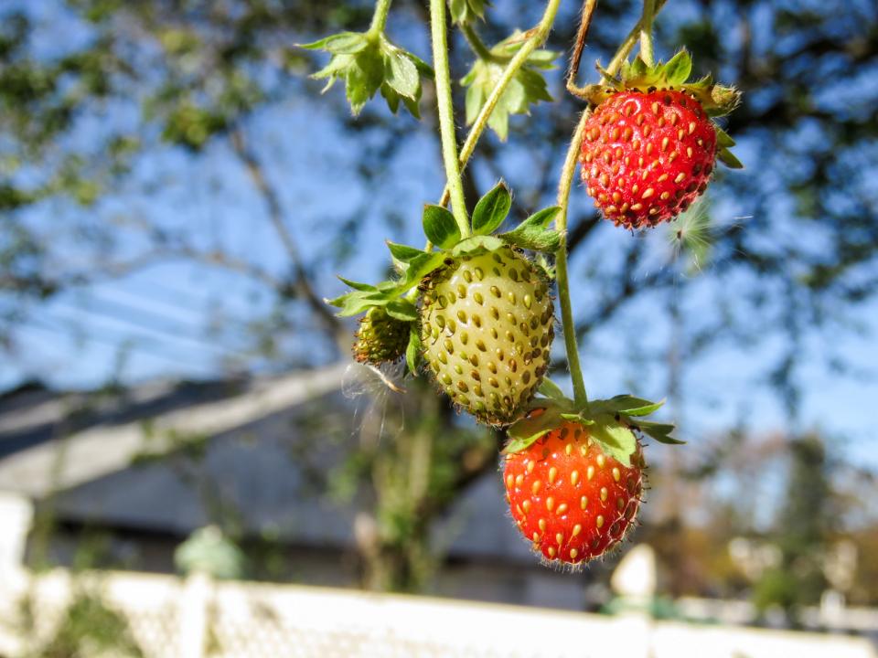 strawberry strawberries fruits 
