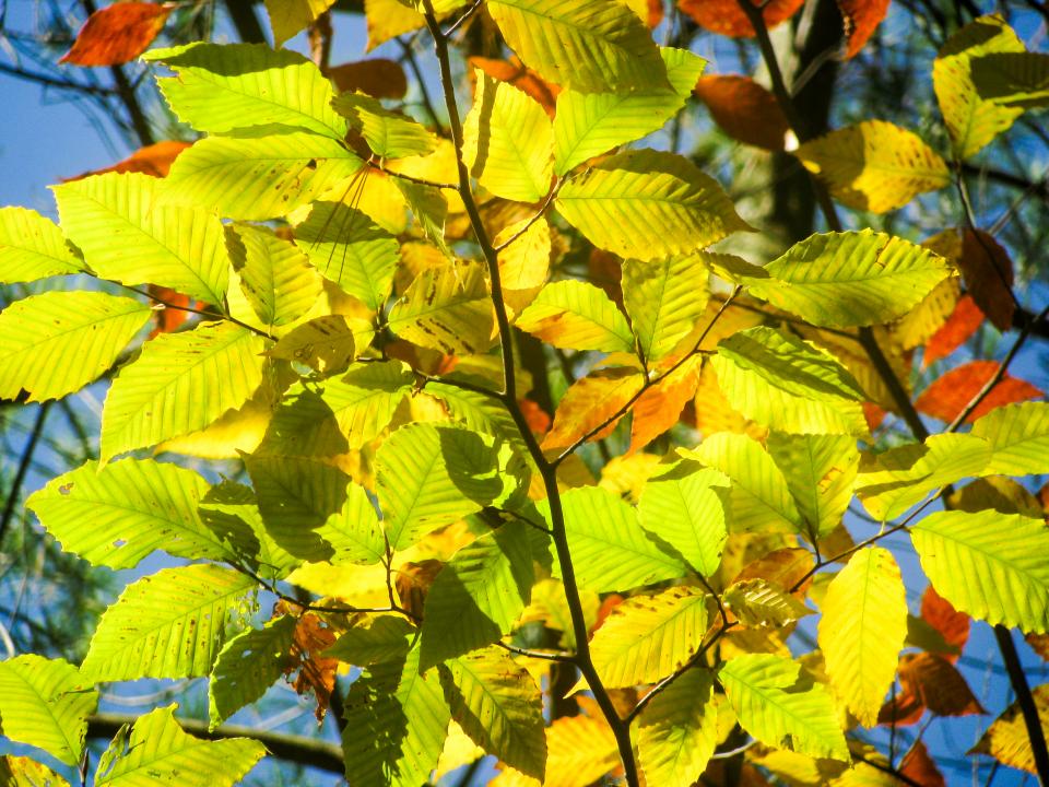 yellow leaves autumn 