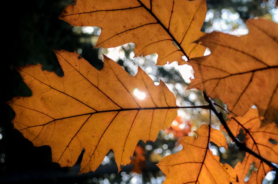 sunlight leaf autumn 