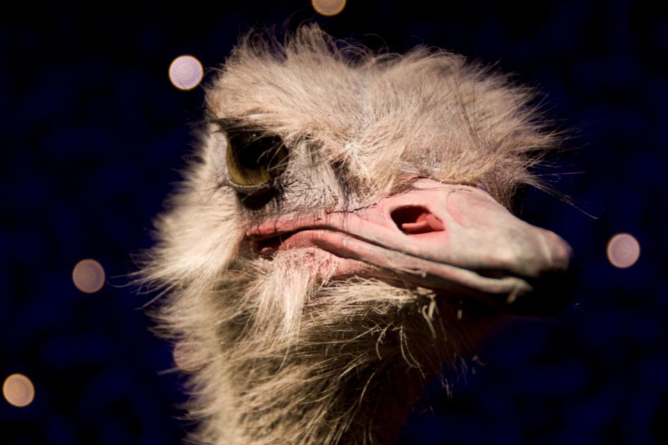 ostrich hair eyes bird beak animal 