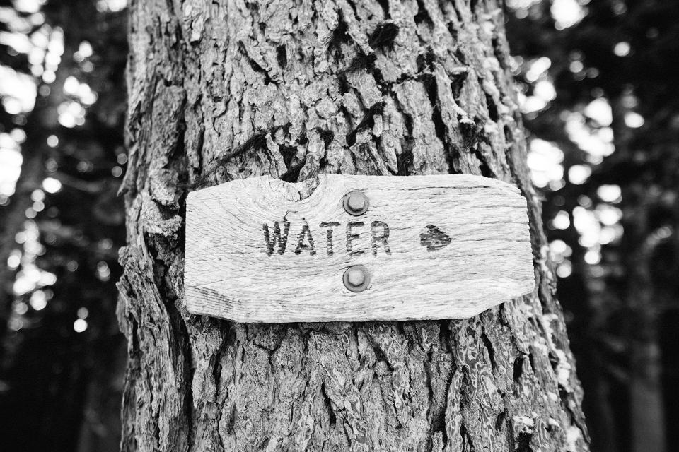 water treetrunk sign blackandwhite 