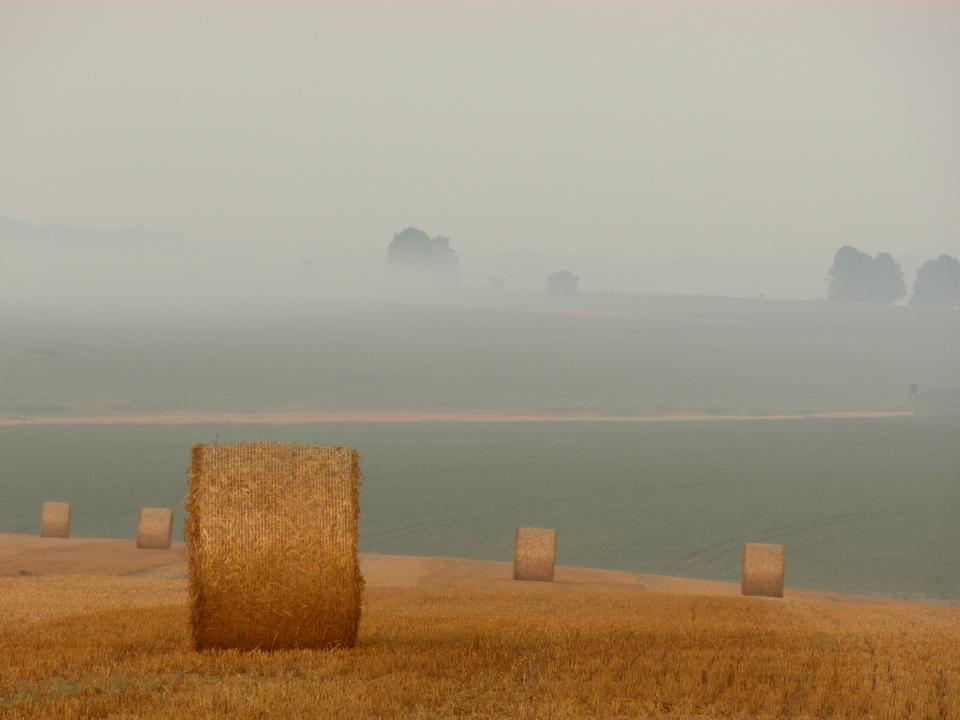 trees sky mist hay grey grass fog fields farm country 