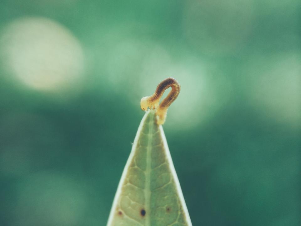 worm leaf instect 