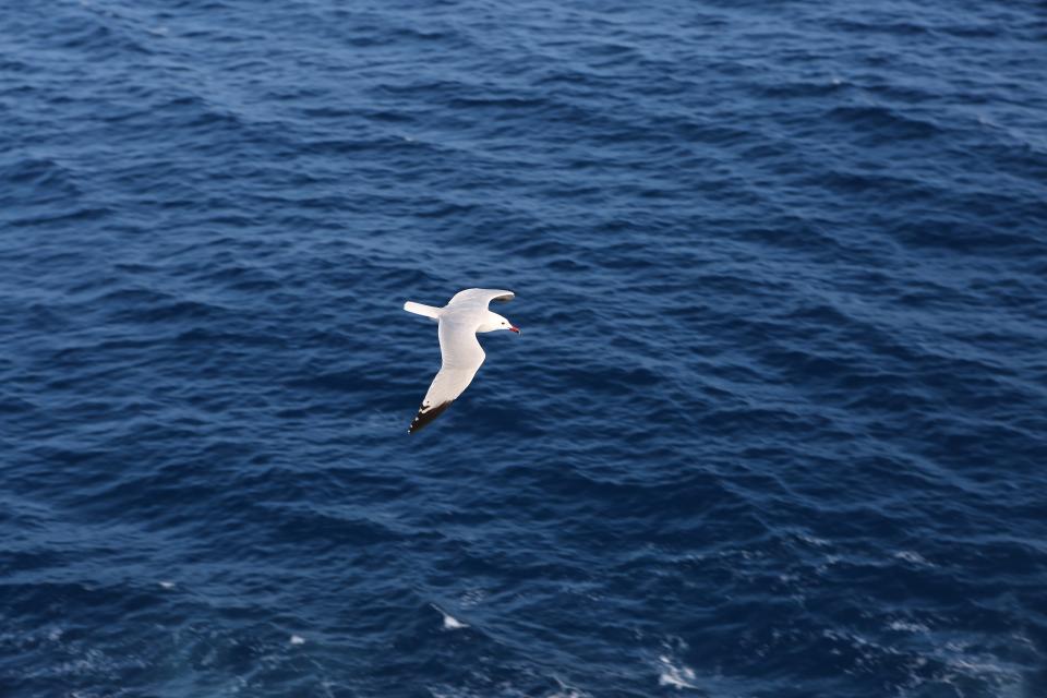 water seagull flying bird 