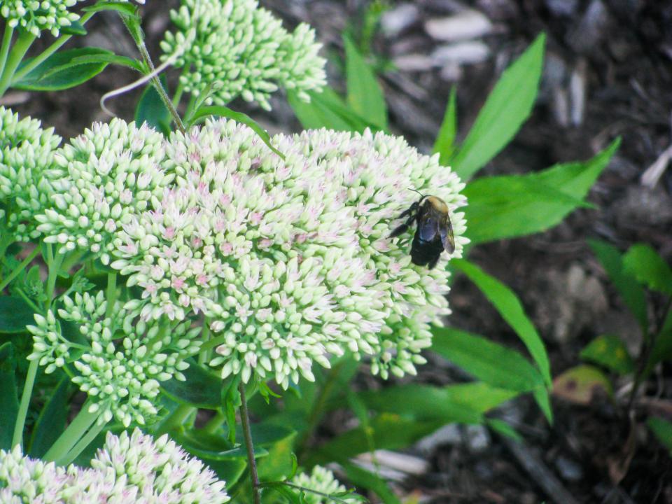 plants insect garden flowers bumblebee 