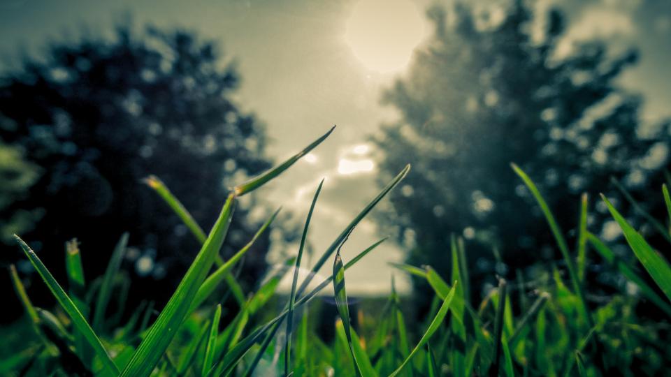 sun green grass 