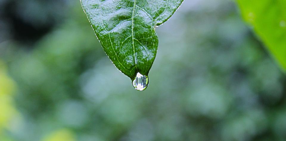 water raining raindrop leaf green 
