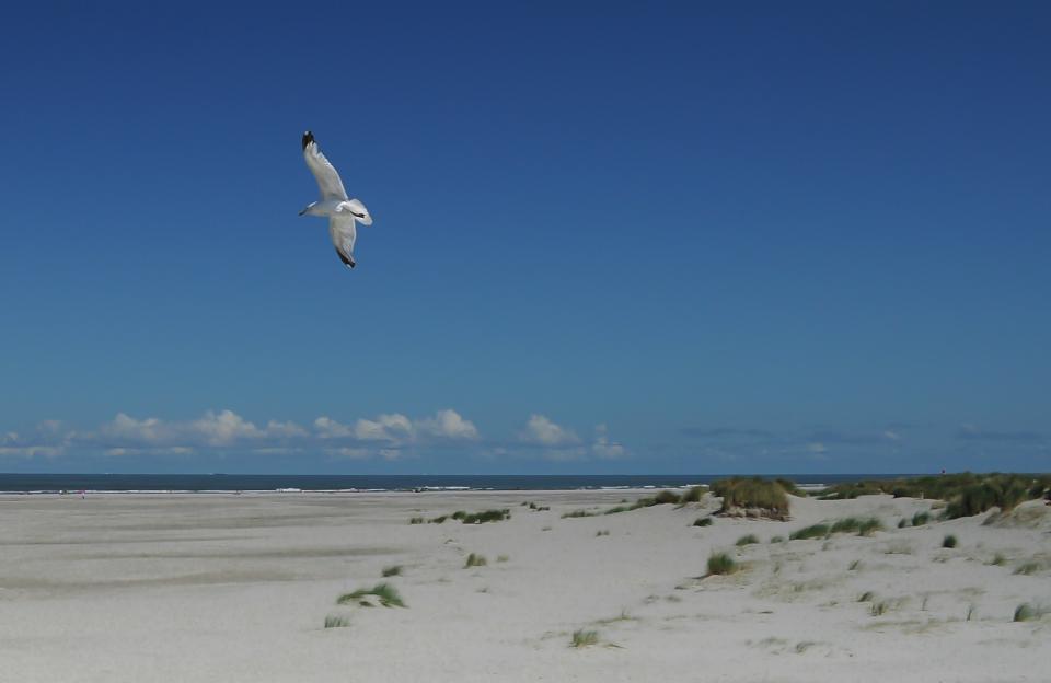 wings water sky seagull sand flying bird beach 