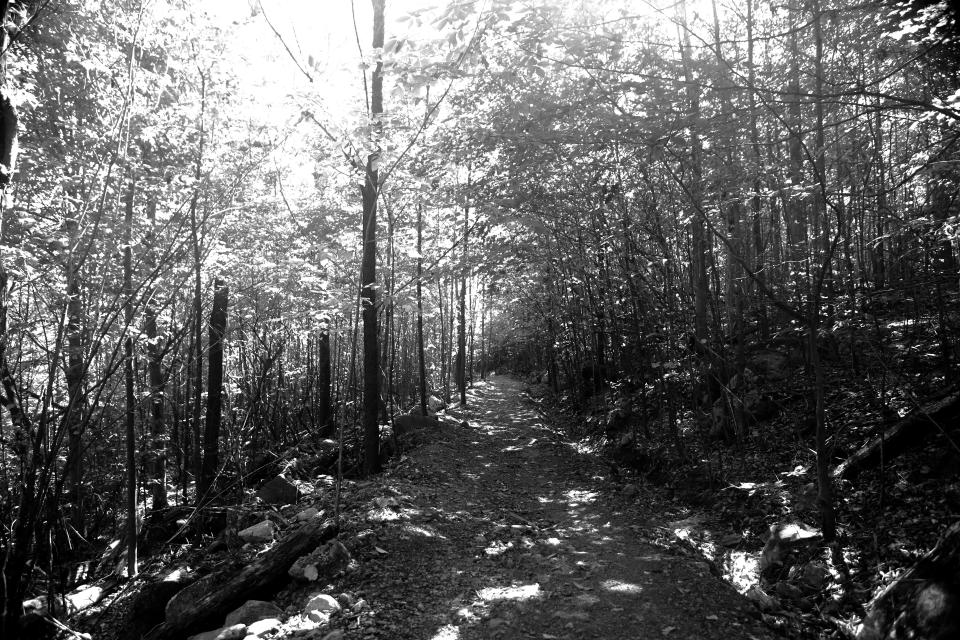 woods trek trees Trail path nature hike ground forest dirt blackandwhite  