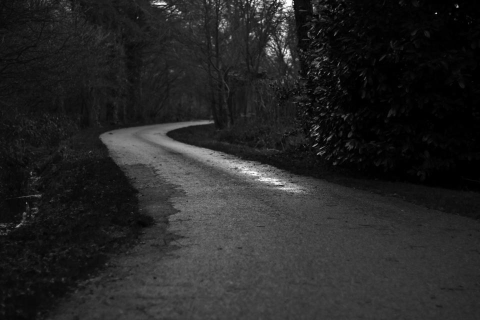 woods trees Trail road path nature blackandwhite 