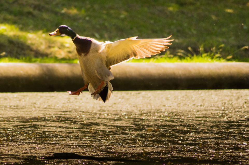 wings water flying duck bird beak animal 