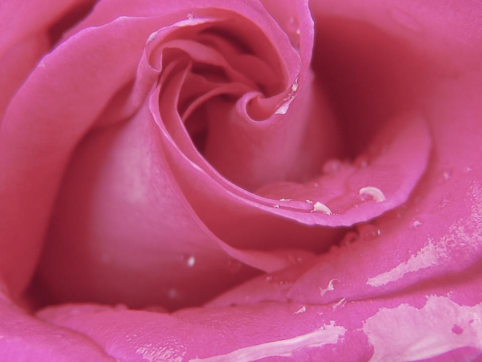 rose pink petal flower 