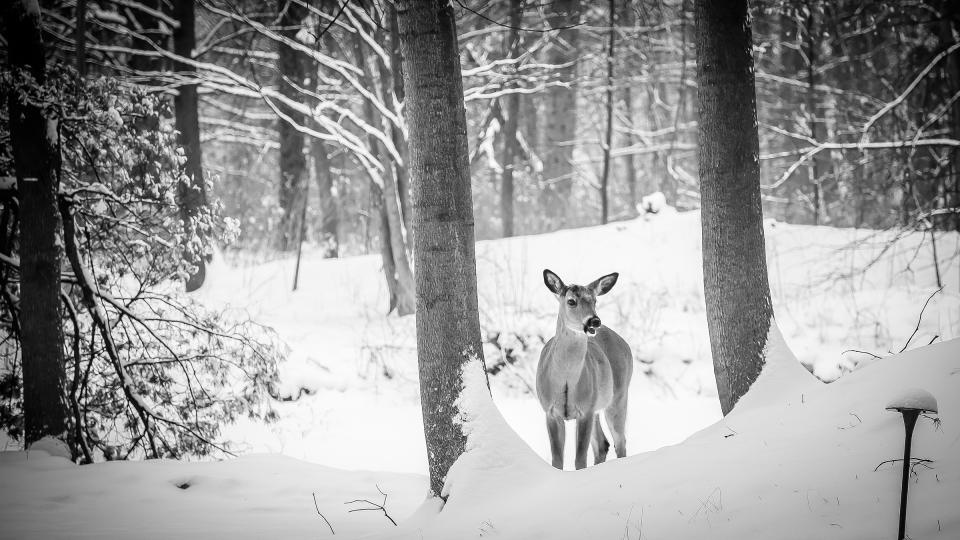 woods winter trees snow hunting forest deer animal 