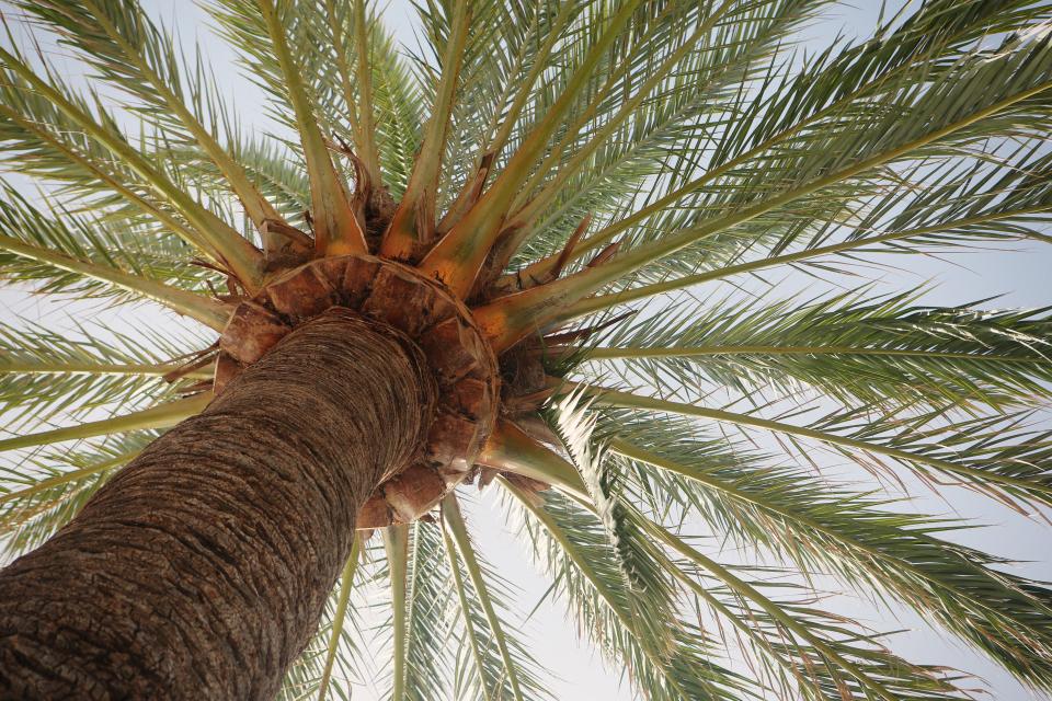 palmtree bark 