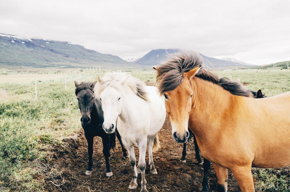 valeys mountains mane horses hair grass field farm dirt animals 