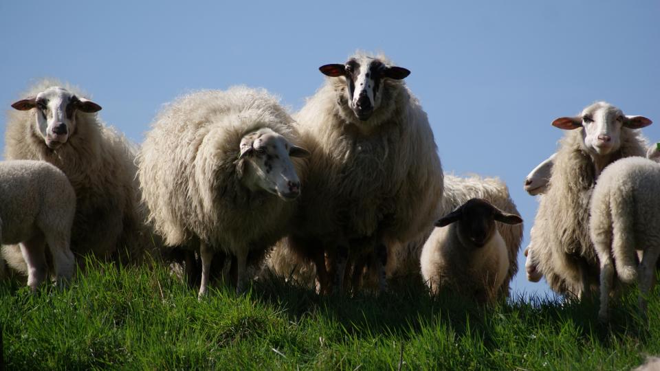sheep grass field farm animals 