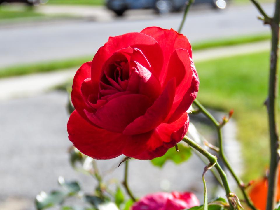 rose red flower 