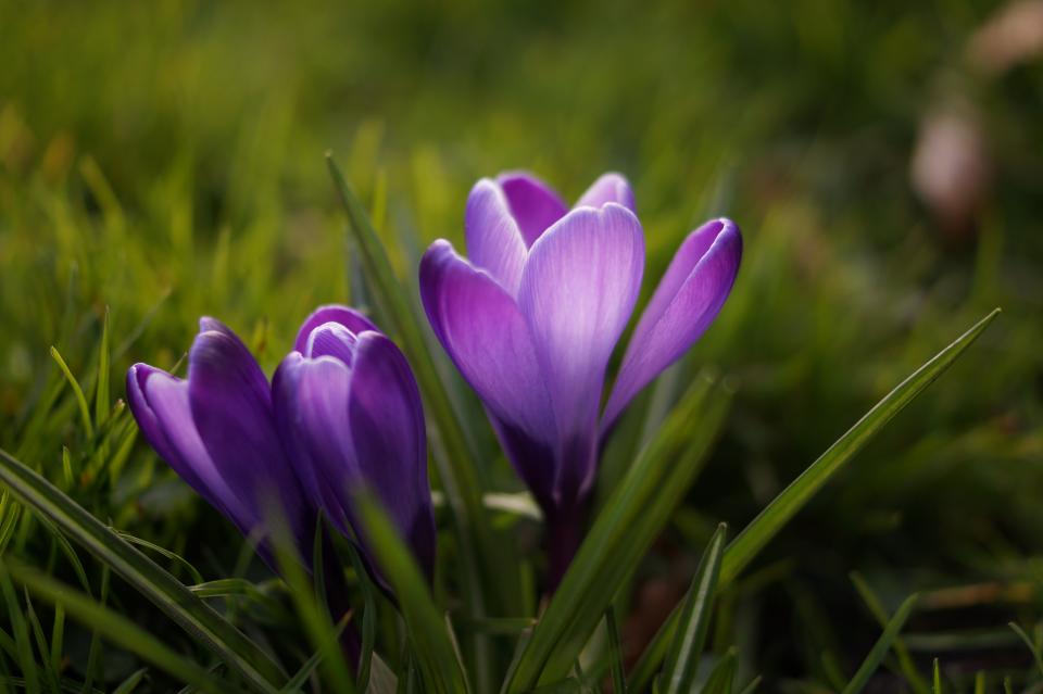 purple nature grass flower crocus 