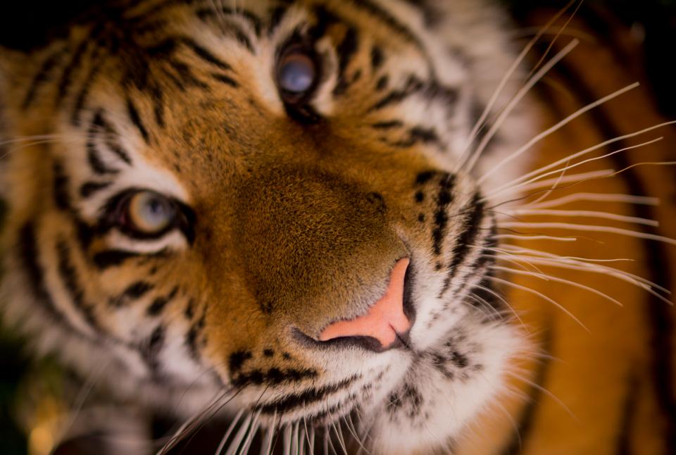 whiskers tiger Nose eyes animal 