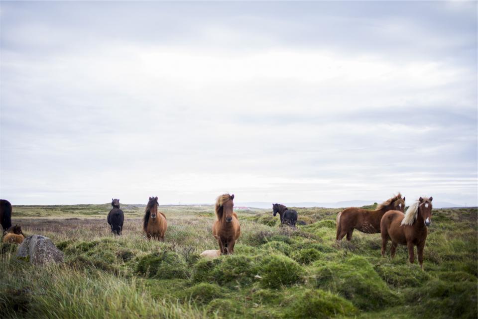 sky rural mane horses hair green grass fields animals 