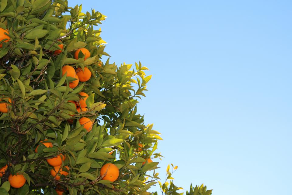 tree sky oranges leaves fruits blue 