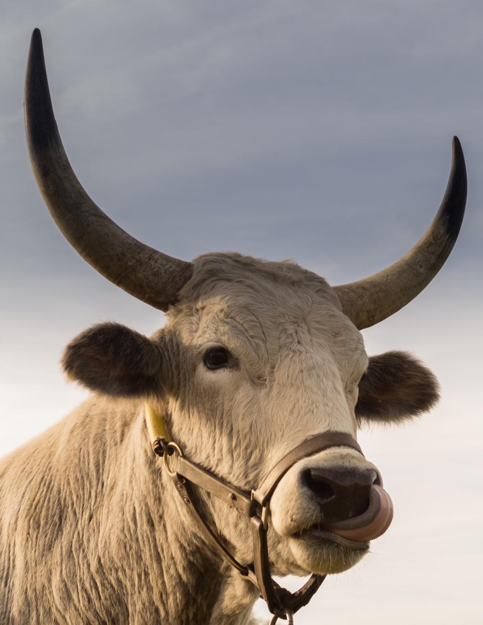 horns bull animal 