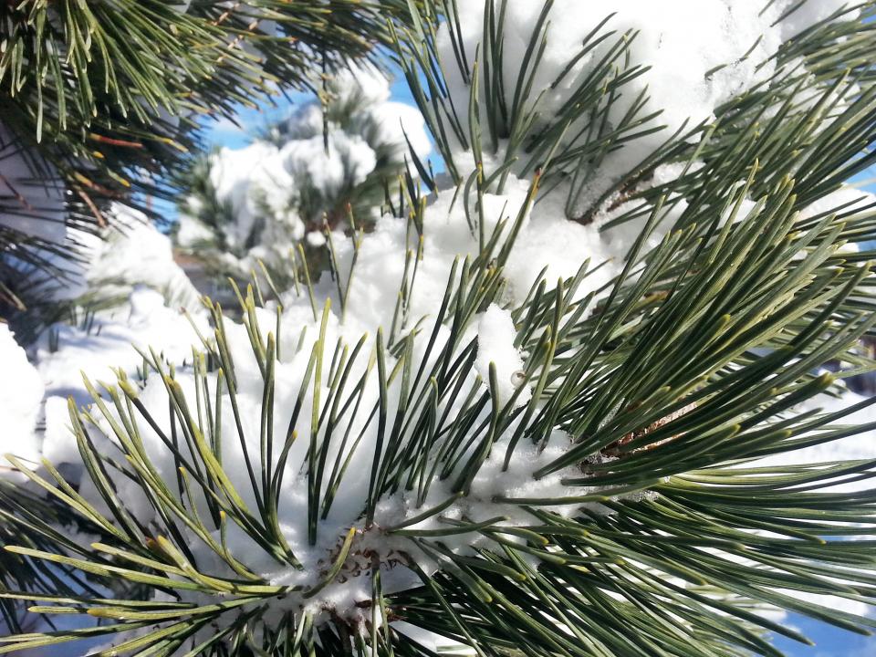 snow pines 