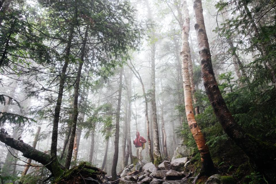 woods trek trees rocks outdoors nature man knapsack jacket hike forest branches backpack 