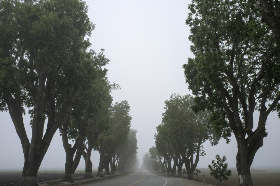 trees road leaves grey fog fields 