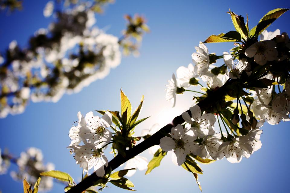 white sunshine sky flowers cherryblossoms 